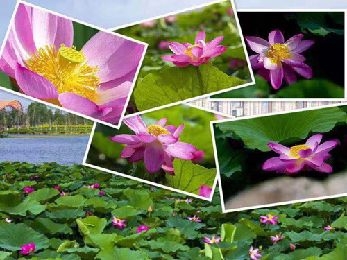 伟德体育 - 综合体育赛事平台|奥体中心相助同伴